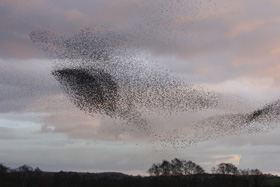 Starlings. Credit: Dion Warner