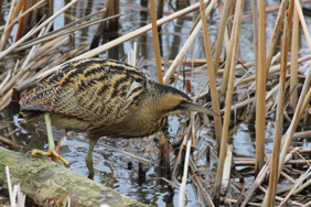 Bittern. Credit: Nick Stacey
