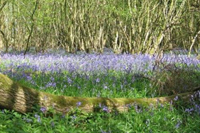 Bluebells