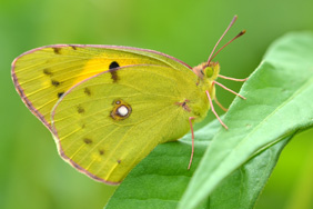 Clouded yellow butterfly. Credit: Nick Edge