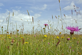 Flower meadows