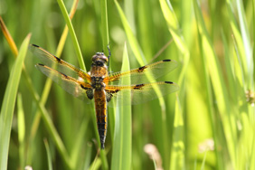 Four spotted chaser dragonfly. Credit: Dion Warner