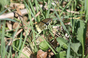 Grass snake. Credit: Dion Warner