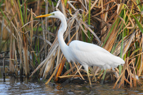 Great White Egret. Credit: Nick Stacey
