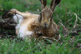 Hare. Credit: John Crispin