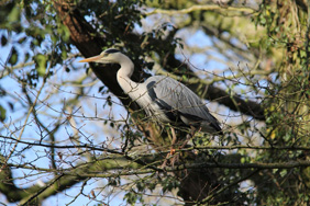 Heronry. Credit: Pam Donovan