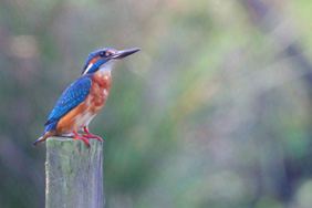 Kingfisher. Credit: Nick Stacey