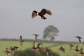 Marsh Harrier. Credit: Nick Stacey