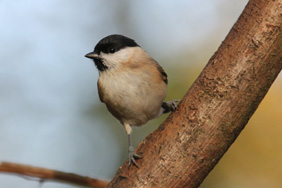 Marsh Tit. Credit: Nick Stacey