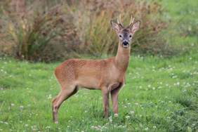 Roe Deer. Credit: Nick Stacey