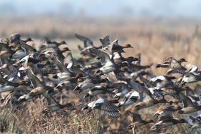 Wigeon. Credit: John Crispin