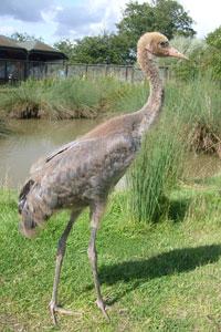 Credit: WWT Growing crane. Credit: WWT