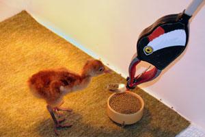 Credit: Nick Upton/naturepl.com Baby crane feeding. Credit: Nick Upton/naturepl.com