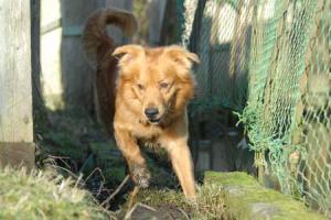Credit: WWT Tolly the Duck tolling retreiver. Credit: WWT