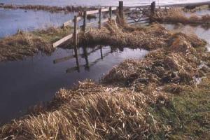 Flooded fields in winter. Flooded fields in winter.