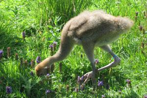 Credit: WWT A young crane foraging. Credit: WWT