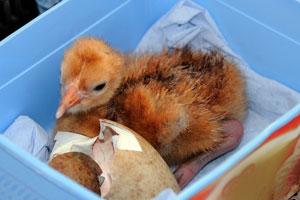 Credit: Nick Upton/naturepl.com Young crane chick. Credit: Nick Upton/naturepl.com