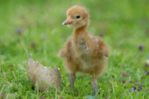 Credit: James Lees Young chick. Credit: James Lees