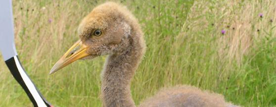 Meet the cranes of 2014