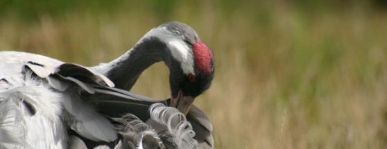 Learn about the project