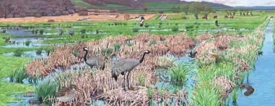 Discover the Crane Landscape