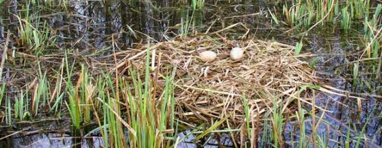 Discover the Process