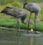 Black Red Yellow on 17th August 2013