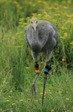 Black Red Yellow on 28th August 2013