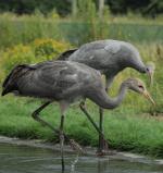 Black Red Yellow on 17th August 2013