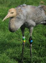 White Green Yellow on 28th August 2013