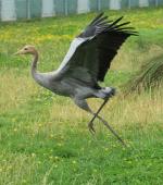 White Green Yellow on 17th August 2013