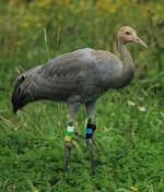 White Green Yellow on 28th August 2013