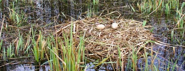 Learn about the process