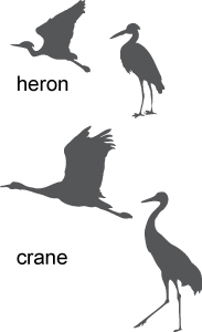 crane and heron identification