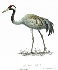 Credit: Mike Langman (rspb-images.com) Crane illustration. Credit: Mike Langman (rspb-images.com)