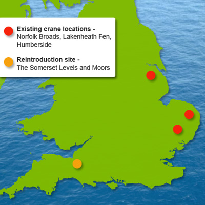 map showing markers of the existing crane locations in Norfolk Broads, Lakenheath Fen and Humberside, and the reintroduction area of the Somerset Levels and Moors