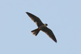 Hobby. Nick Stacey