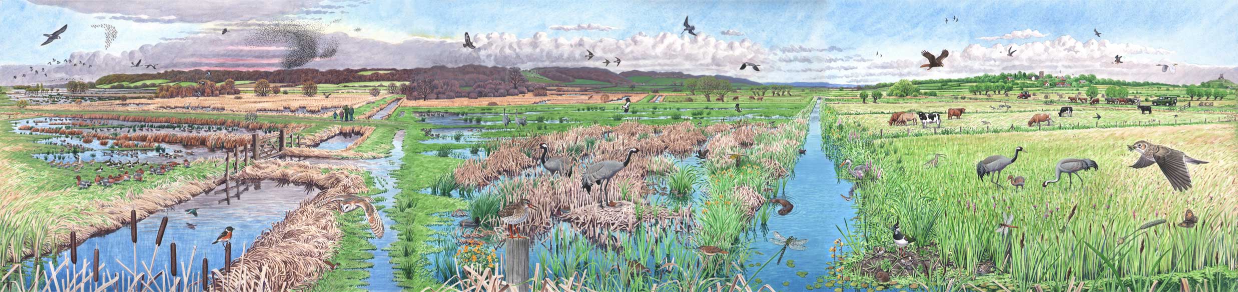 The Crane Landscape 