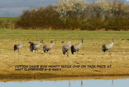 Monty, Sedge, Oakie, Cotton, Evie and Chip at WWT Slimbridge