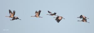 juvenile cranes
