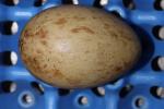 Red Blue Black - Egg