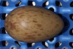 Red Yellow Black - Egg