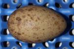 Black Yellow Black - Egg