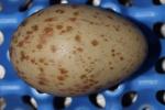 White Red Black - Egg