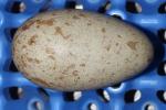 White Yellow Black - Egg
