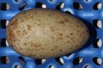Blue Red Black - Egg
