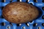 Blue White Black - Egg