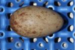 Blue Yellow Black - Egg