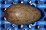 White Blue Black - Egg