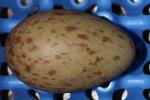Yellow Red Black - Egg